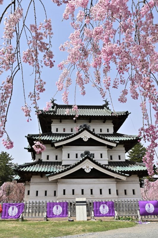 【弘前桜七景】弘前城天守と八重紅枝垂